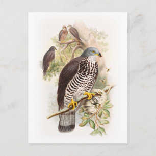 Honung-Buzzard John Gould Birds of Underbar Britai Vykort