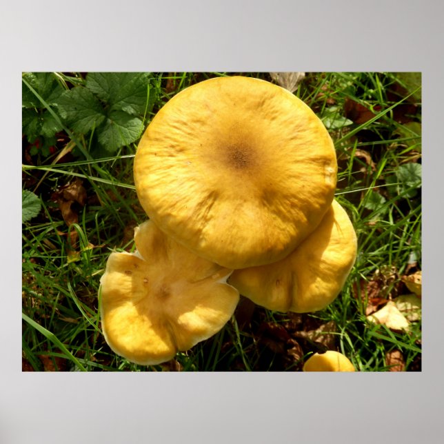 Honung Fungus Mushroom Poster (Framsidan)