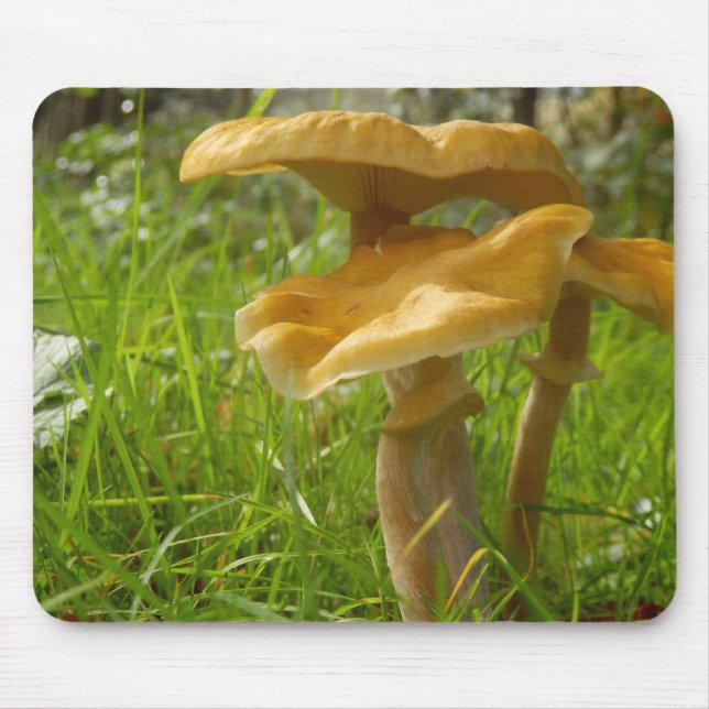 Honung Fungus Musmatta (Framsidan)