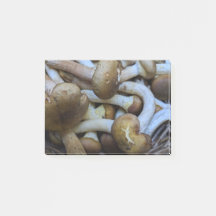 Honung plocka svamp, Apiata, Armillaria, opyenok