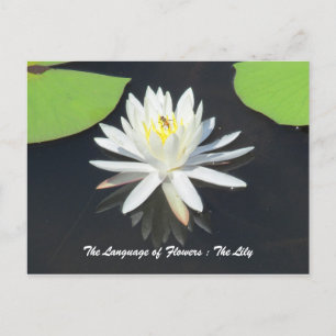HonungBee på Vatten Lily Postcard Vykort