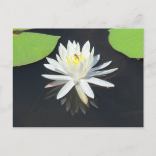 HonungBee på Vatten Lily Postcard Vykort