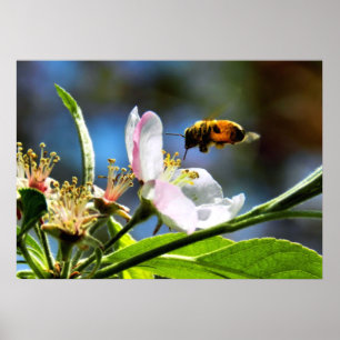 Honungbi- & Apple blommaraffisch Poster
