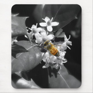 Honungbi & järnek musmatta