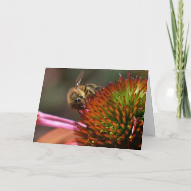 Honungbi på Coneflower hälsningkort Kort (Framsida)