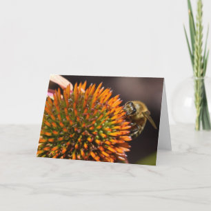 Honungbi på Coneflower hälsningkort Kort