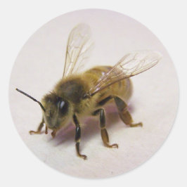 Honungsbee Sticker Runt Klistermärke