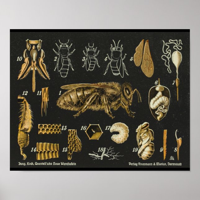 Honungsbi Anatomy Insect Vintage affisch (Framsidan)