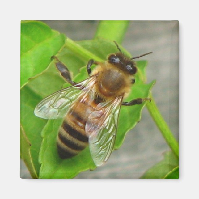 Honungsbi Magnet (Framsidan)