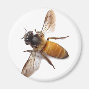 Honungsbi Magnet