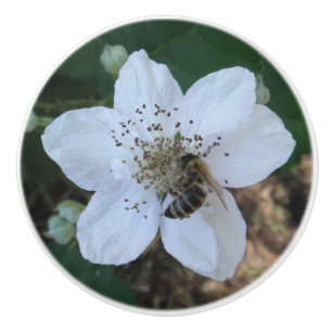 Honungsbi på björnbärblomma knopp