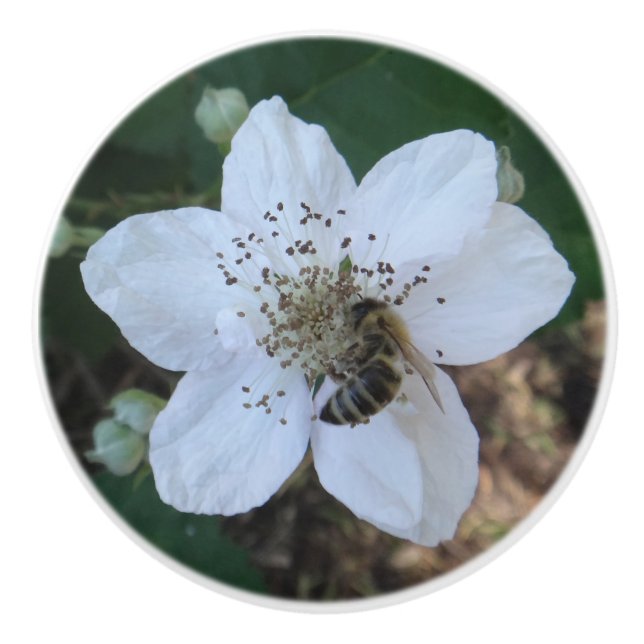 Honungsbi på björnbärblomma knopp (Framsidan)