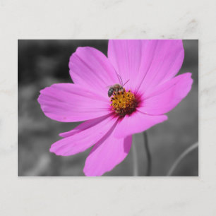 Honungsbi på kosmosblomma svart och vit vykort