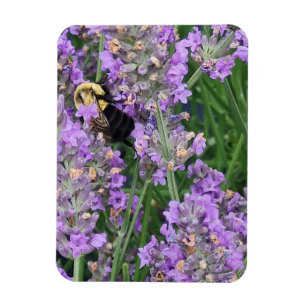 Honungsbi på lavendel magnet