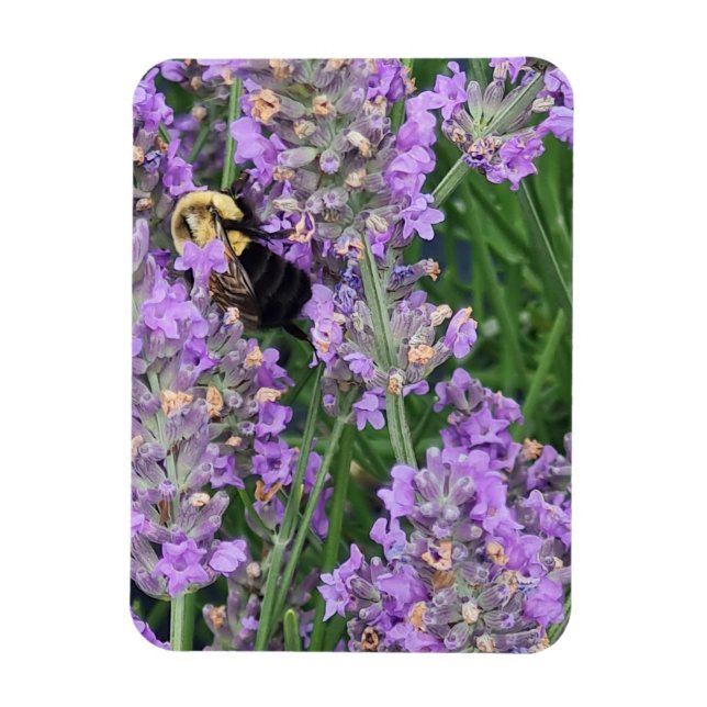 Honungsbi på lavendel magnet (Vertikal)