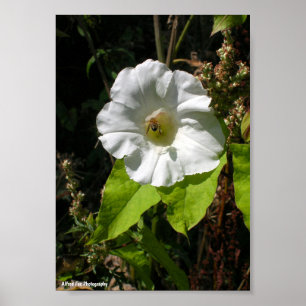 Honungsbi på vild morgonstånd poster