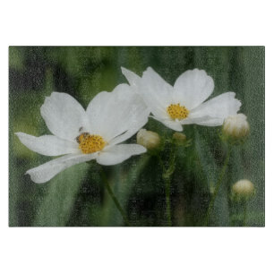 Honungsbi På Vit Kosmosblomma Natur