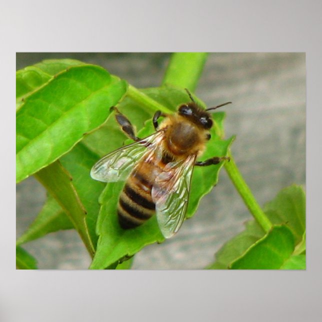 Honungsbi Poster (Framsidan)