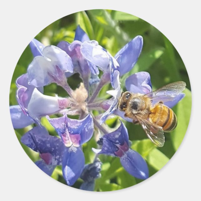 Honungsbidekal Runt Klistermärke (Framsida)