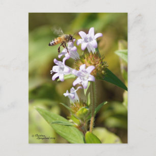 Honungsbin flyger med Rosa blommor Postcard Vykort