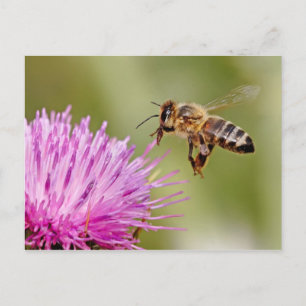 Honungsbin landar på en mjölk-tistelblomma vykort