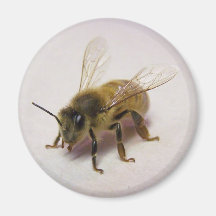 honungsbin