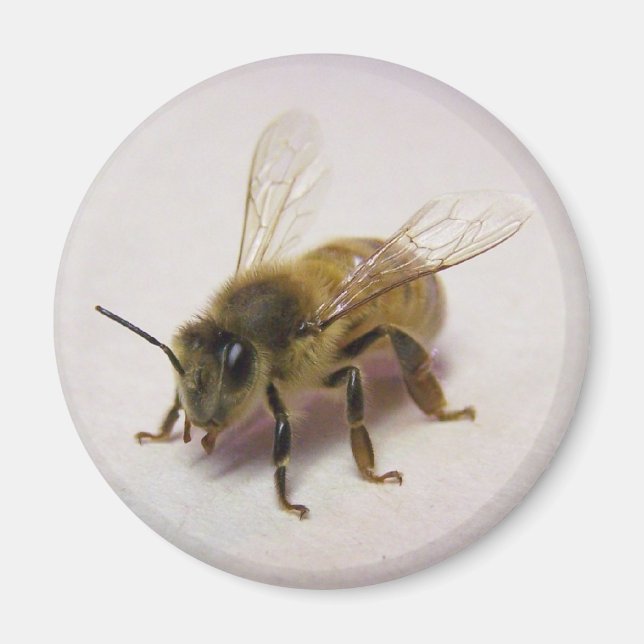 honungsbin magnet (Framsidan)