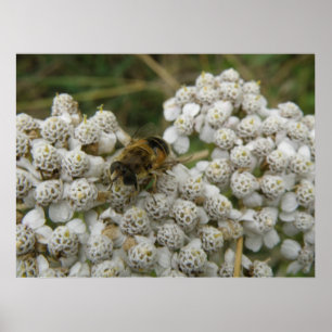 Honungsbin och Blommor Poster