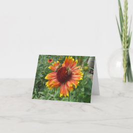 Honungsbin på Blanket Flower Kort