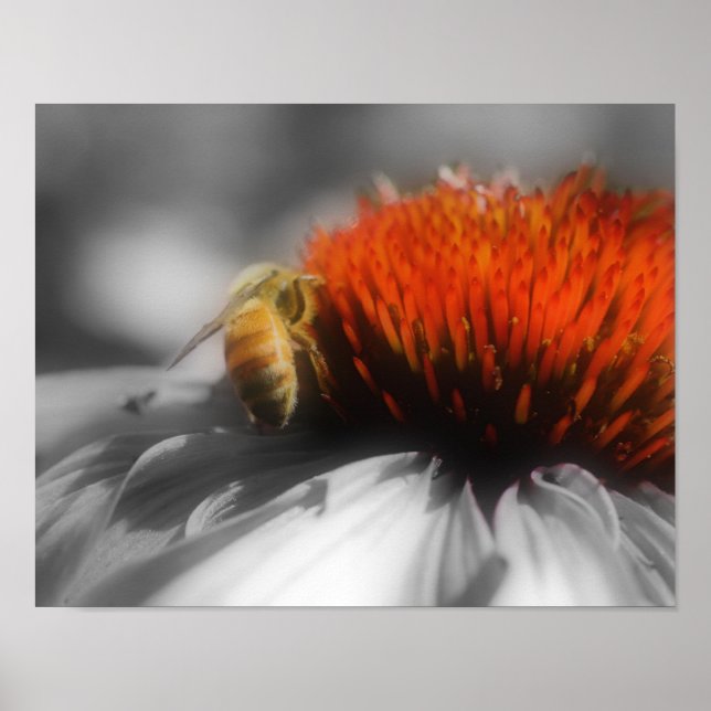 Honungsbin på blomman, delbar Färg Poster (Framsidan)