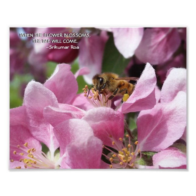 Honungsbin på Blommarna Crabapple med citat Fototryck (Framsidan)