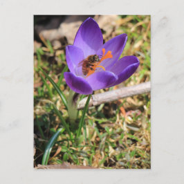 Honungsbin på Crocus Vykort