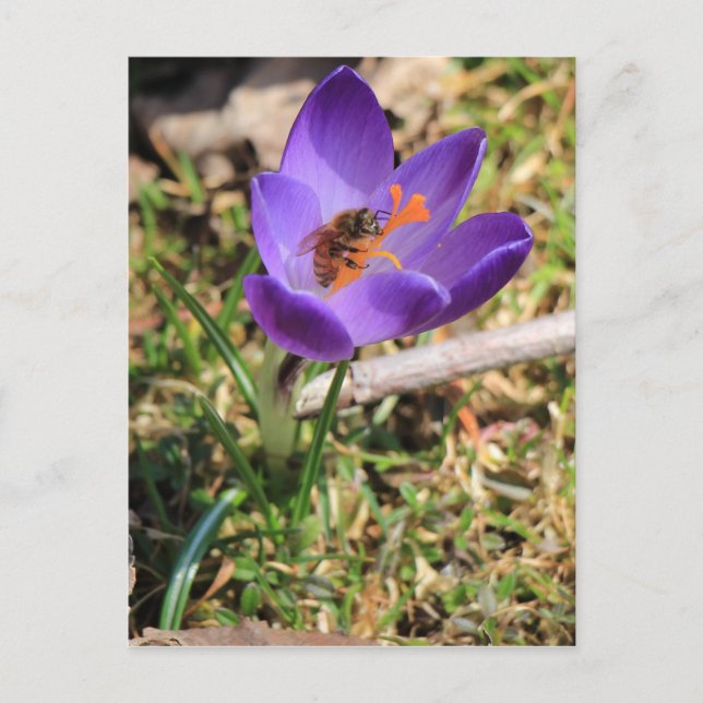 Honungsbin på Crocus Vykort (Framsida)