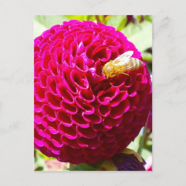 Honungsbin på en blomma vykort (Framsida)