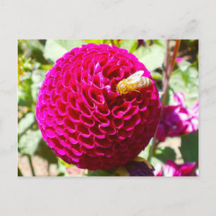 Honungsbin på en blomma vykort