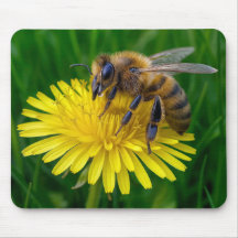 Honungsbin på en Gult Dandelion