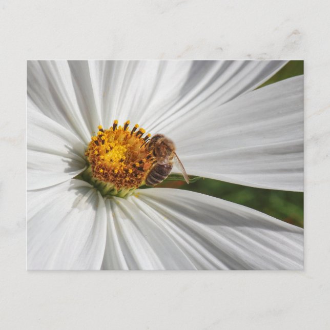 Honungsbin på en vit kosmos Flower Vykort (Framsida)
