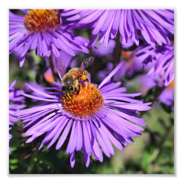 Honungsbin på Lila Aster Flower 8x8 Fototryck (Framsidan)