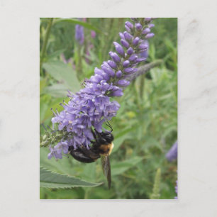 Honungsbin på Lila Flower Vykort