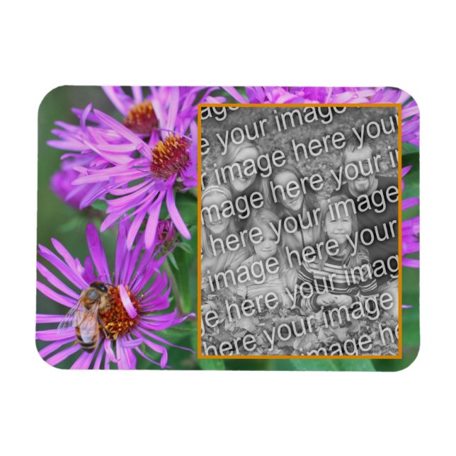 Honungsbin på Rosa Aster Flower lägg till foto Magnet (Horisontell)