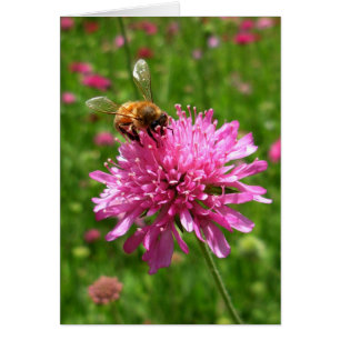 Honungsbin på rosa blomma hälsningskort