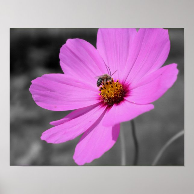 Honungsbin på Rosa Cosmos Flower Partial Färg Poster (Framsidan)