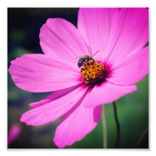 Honungsbin på Rosa Cosmos, närmare 8 x 8 Fototryck