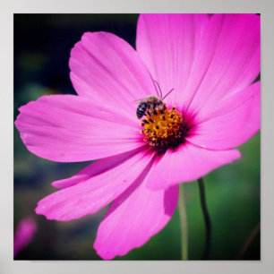 Honungsbin på Rosa kosmos. Poster