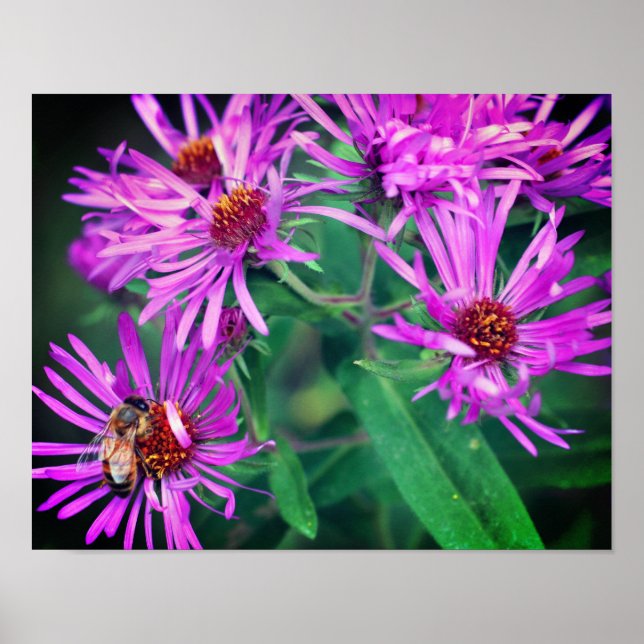 Honungsbin på Rosa New England Aster Flower Poster (Framsidan)