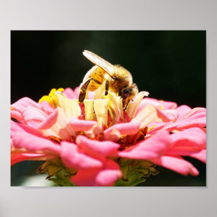 Honungsbin på Rosa Zinnia blomfoto Poster