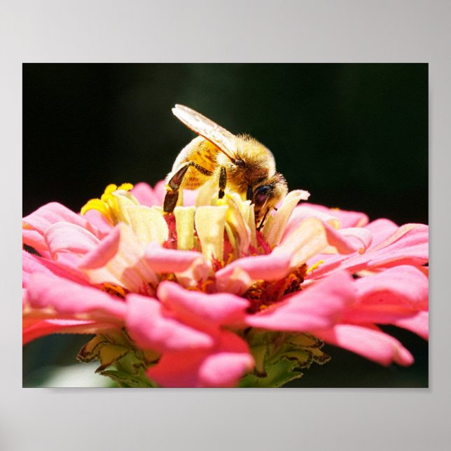 Honungsbin på Rosa Zinnia blomfoto Poster (Framsidan)