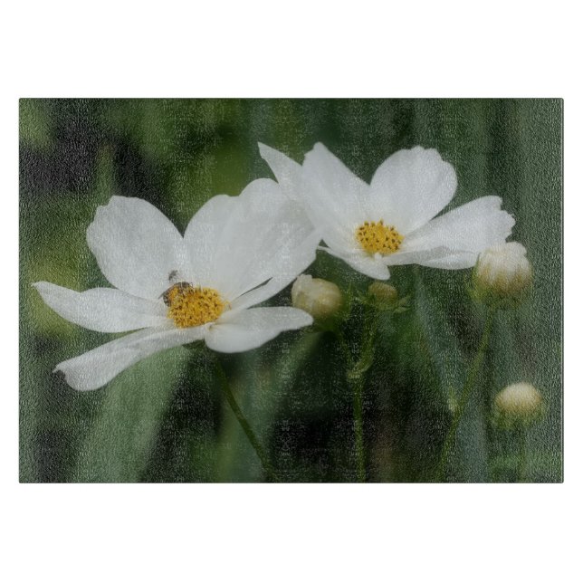 Honungsbin på vit kosmos blommande natur (Framsidan)