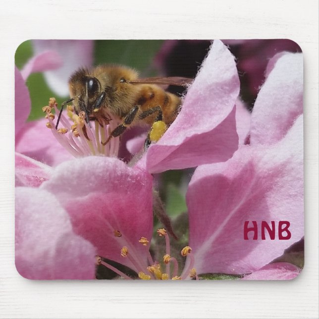 Honungsbin Pollination Rosa Crabapple Träd Blommar Musmatta (Framsidan)