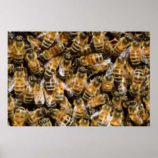 Honungsbin Poster